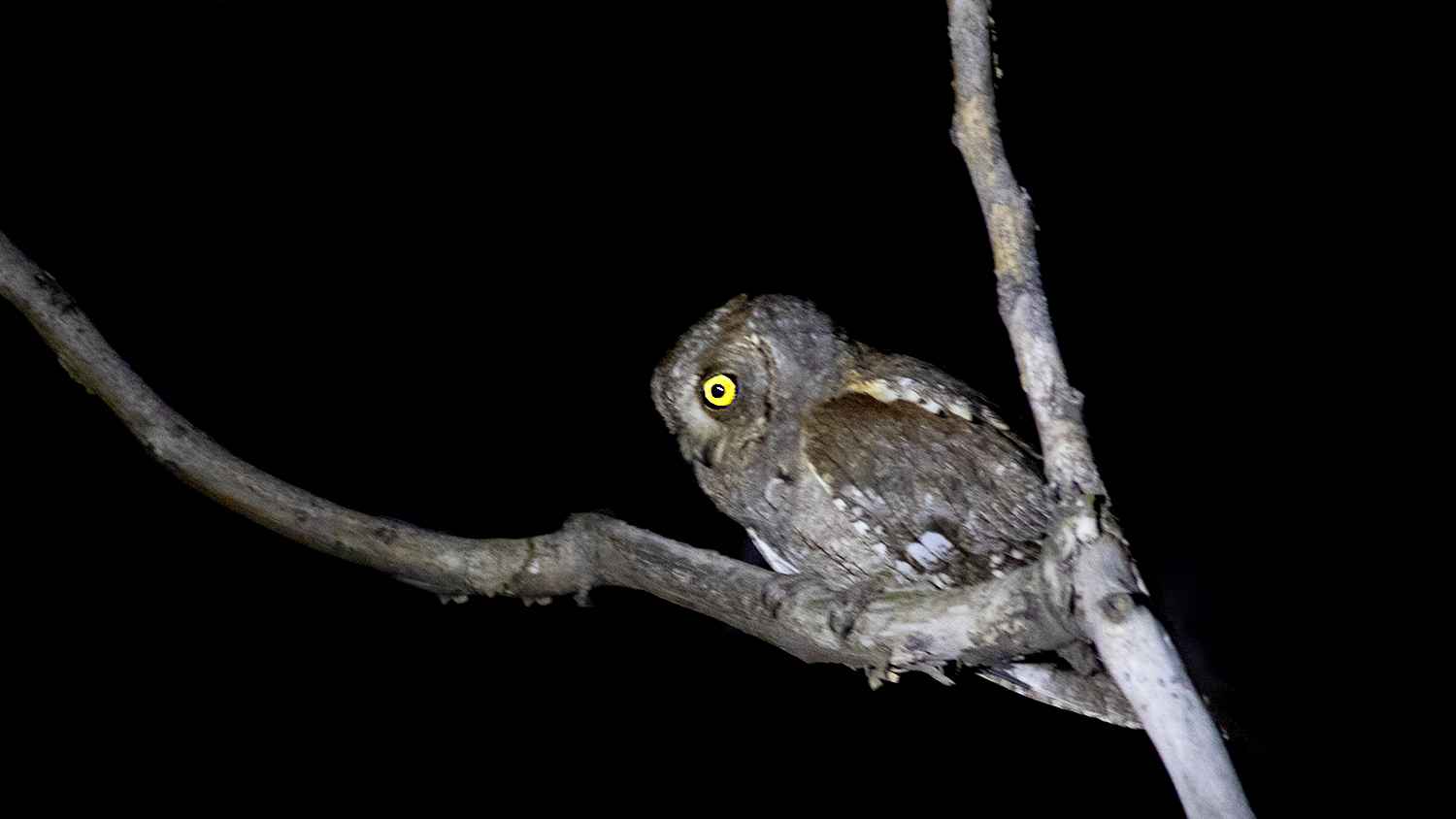 Eurasian Scops-Owl